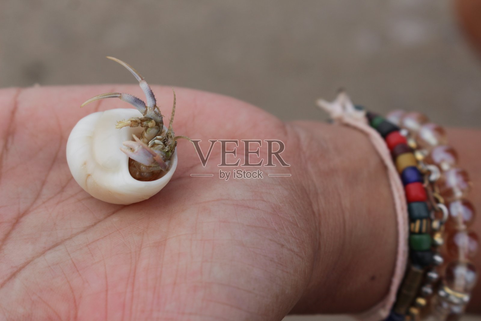 选择手边的焦点(第欧根尼蟹，帕格里亚蟹，兵蟹)照片摄影图片