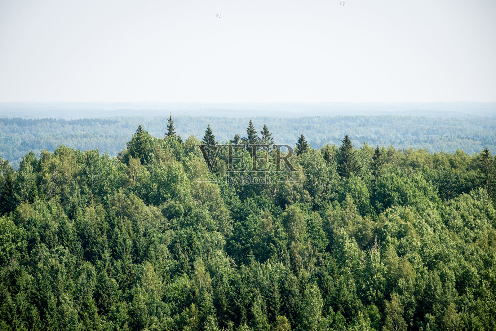 云雾森林全景。远远的地平线照片摄影图片