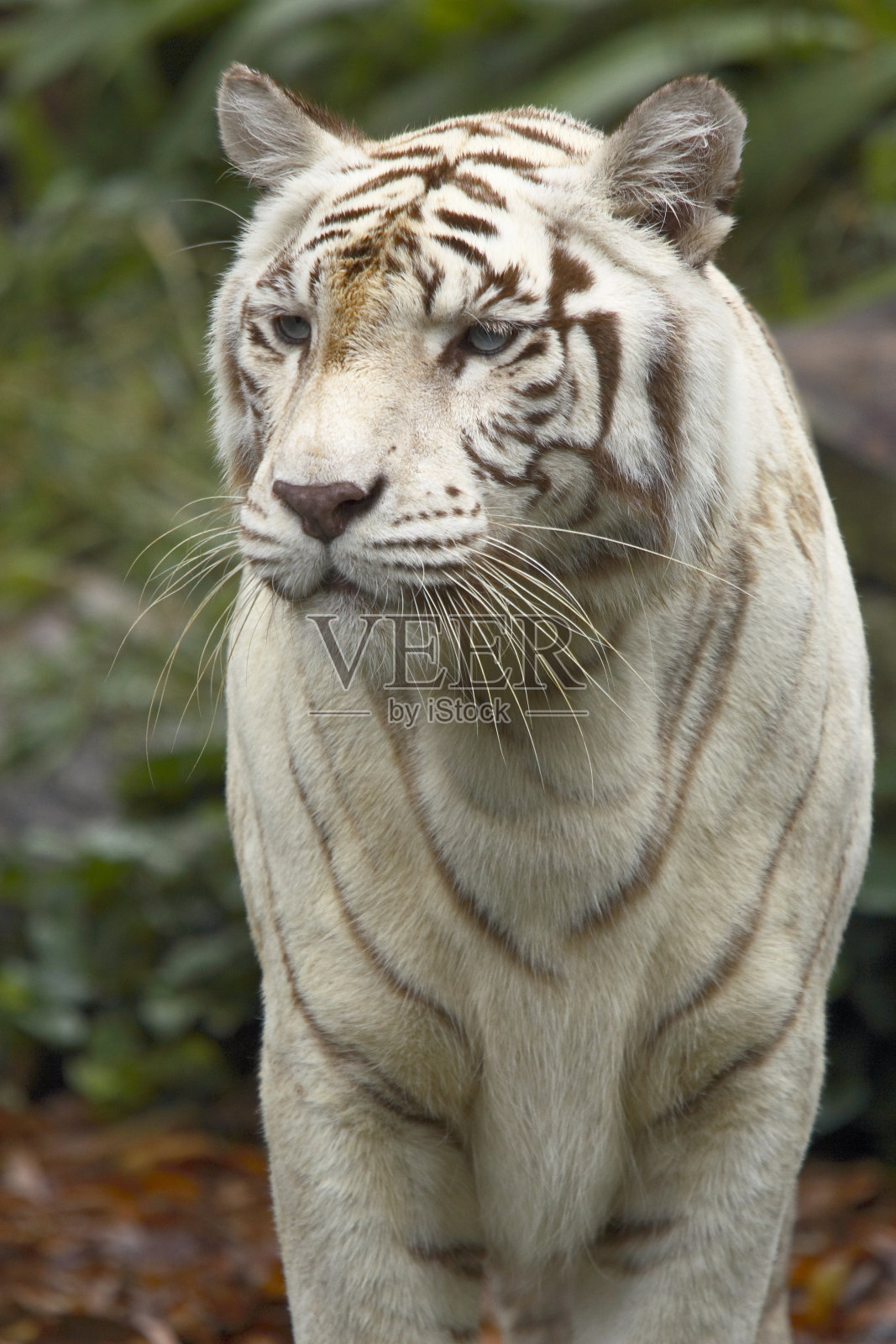 野生动物照片摄影图片