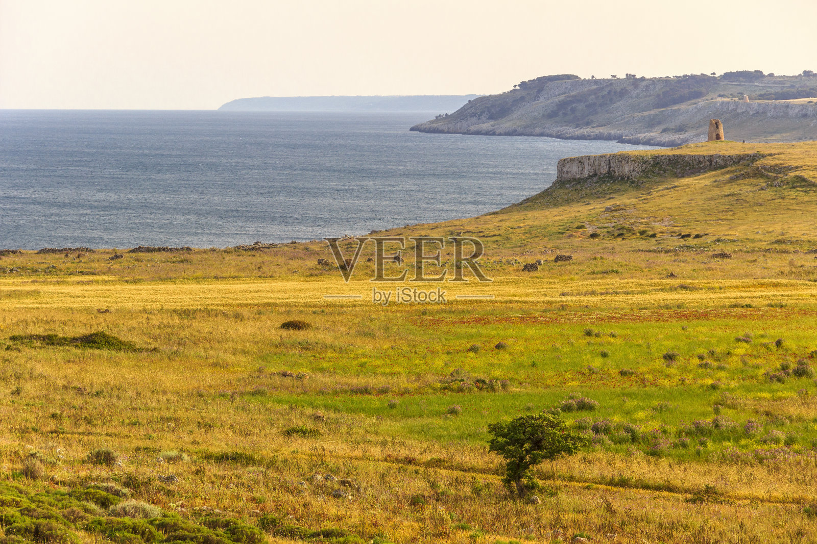 意大利最美丽的海岸:春天的风景，萨伦托(阿普利亚)。照片摄影图片