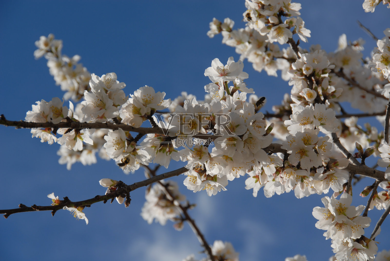 西班牙的杏花照片摄影图片