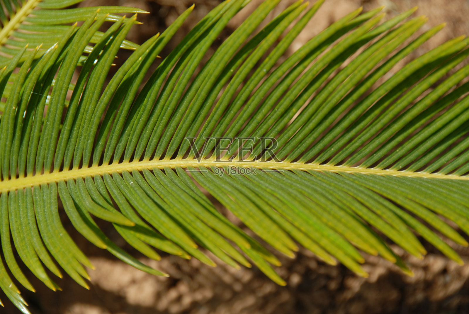 一是丛林森林一一是棕榈树树叶一是西班牙照片摄影图片