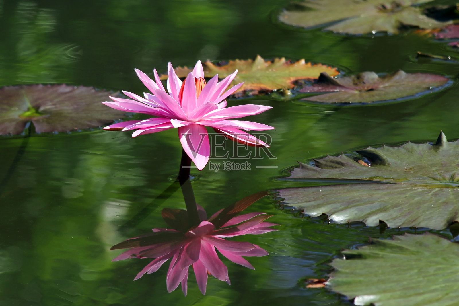 莲花照片摄影图片