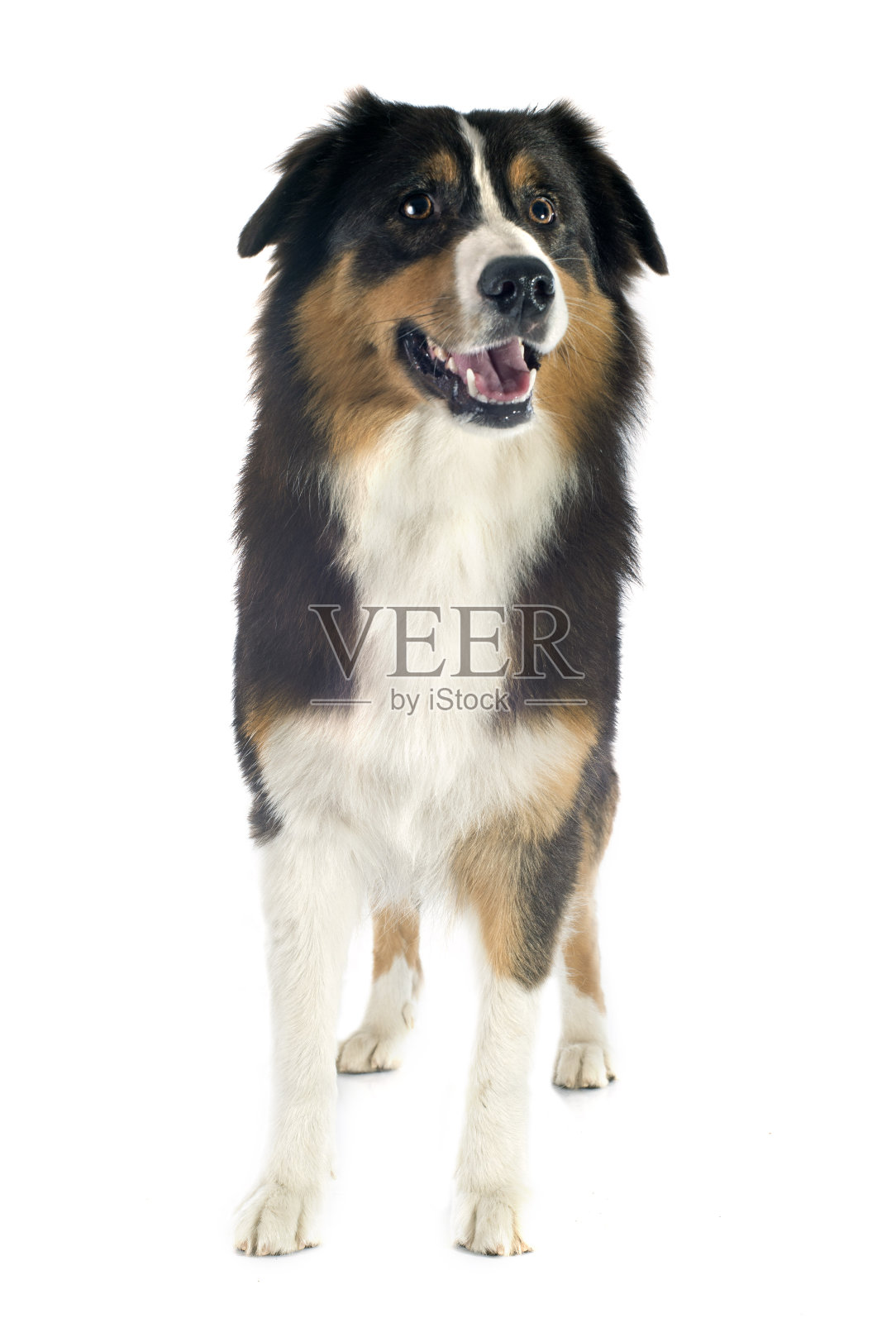 澳大利亚牧羊犬照片摄影图片