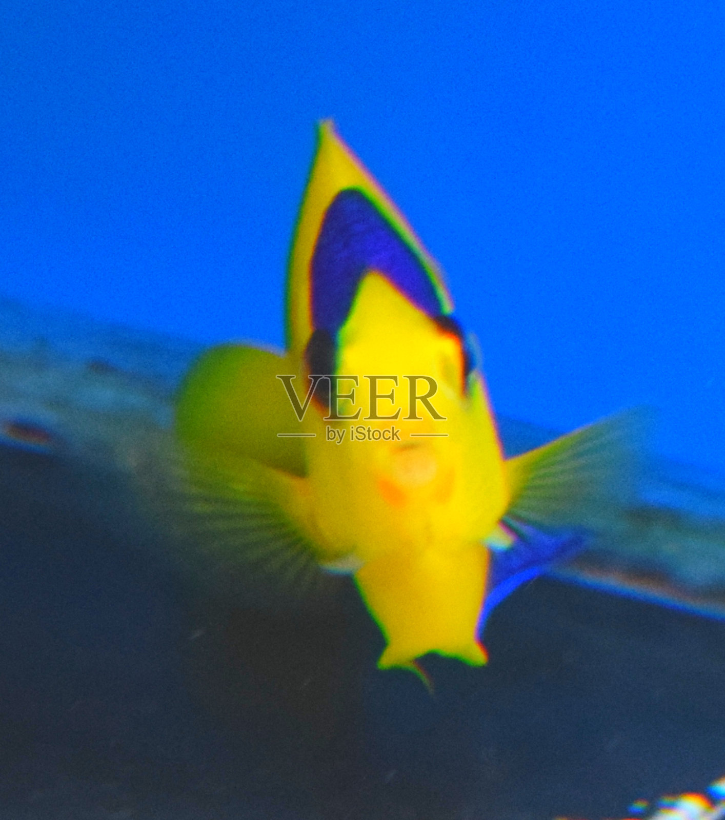 可爱的碧色角热带鱼缸照片摄影图片