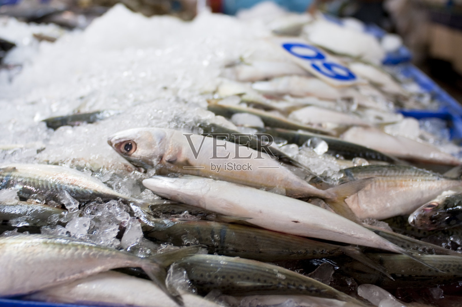 新鲜的鱼照片摄影图片