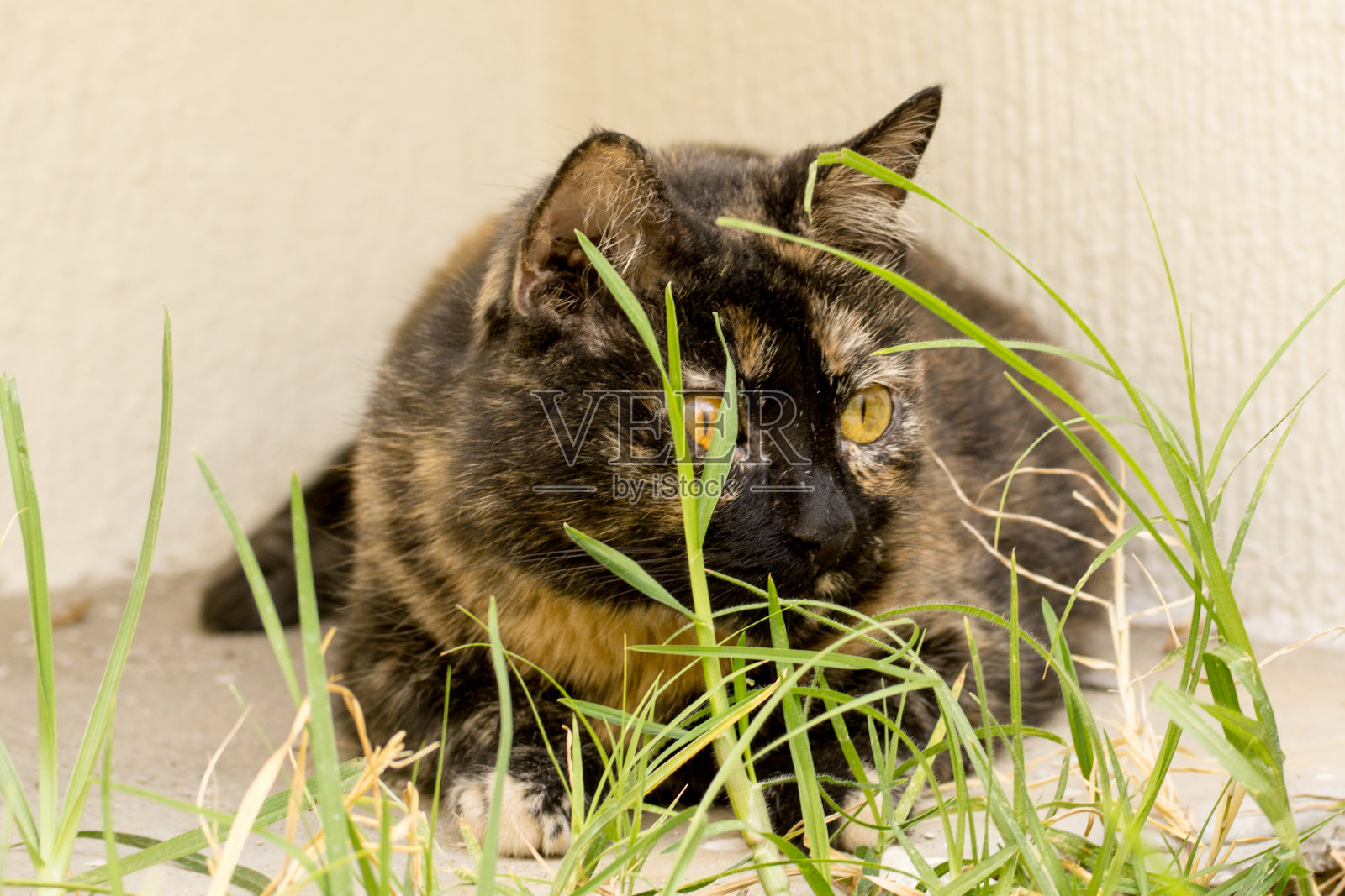 猫在花园里的肖像照片摄影图片