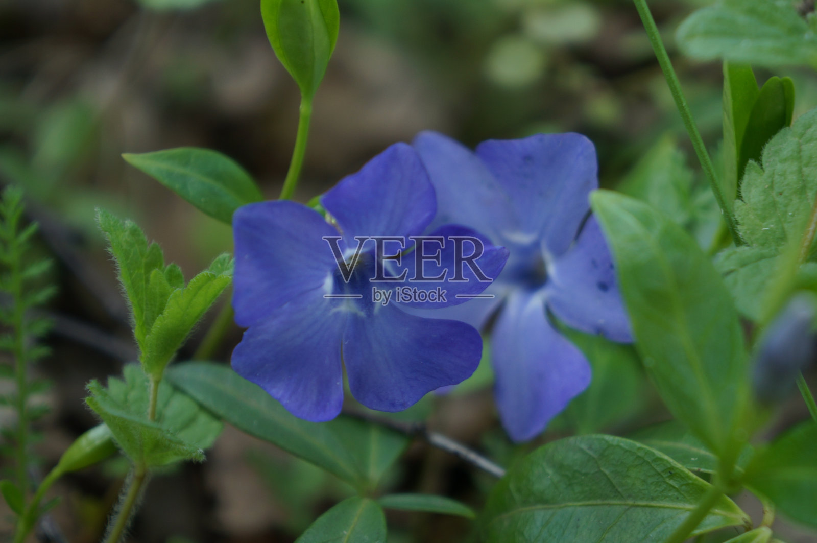 温柔的紫色春花照片摄影图片