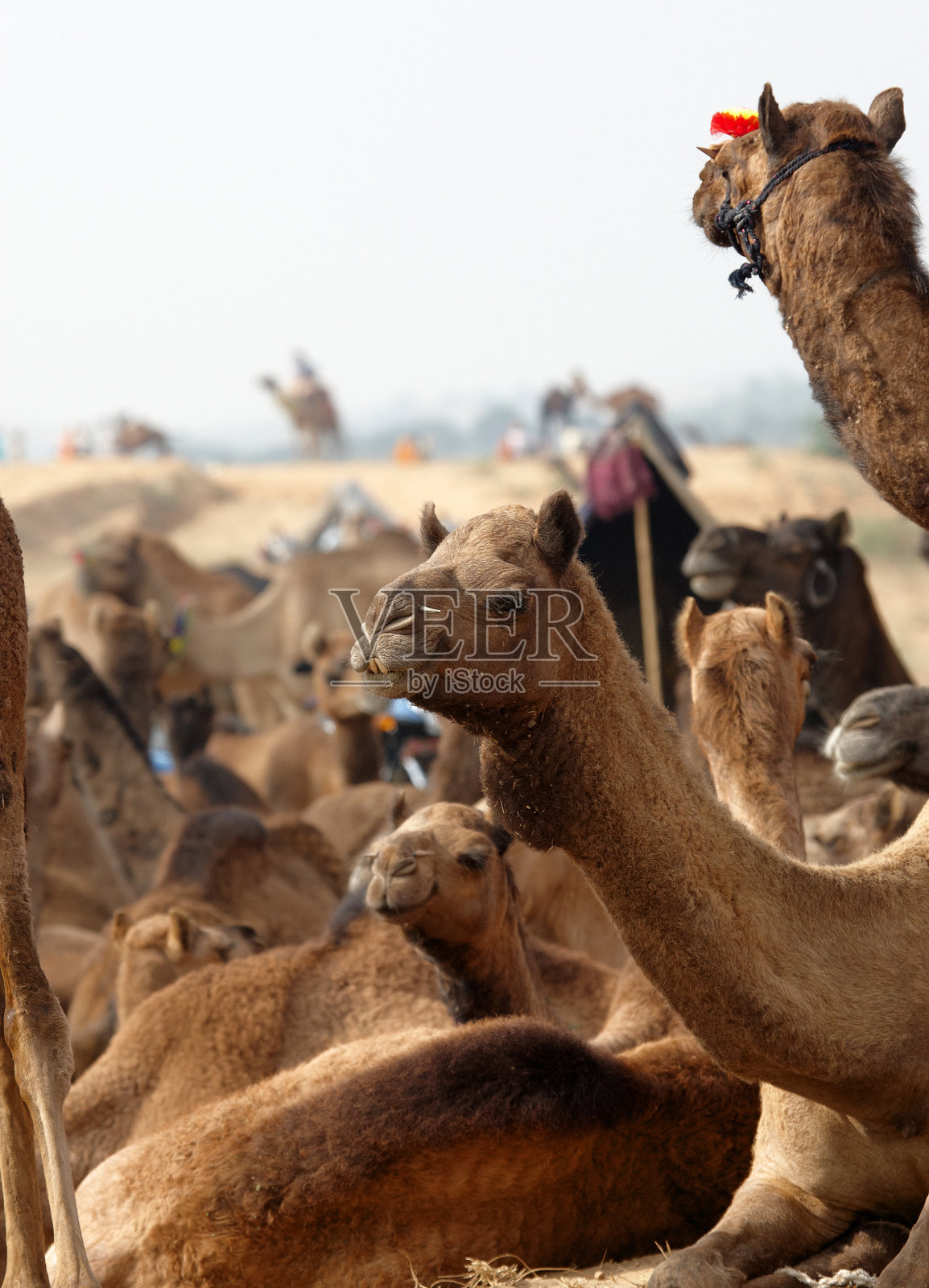 普什卡骆驼公平照片摄影图片