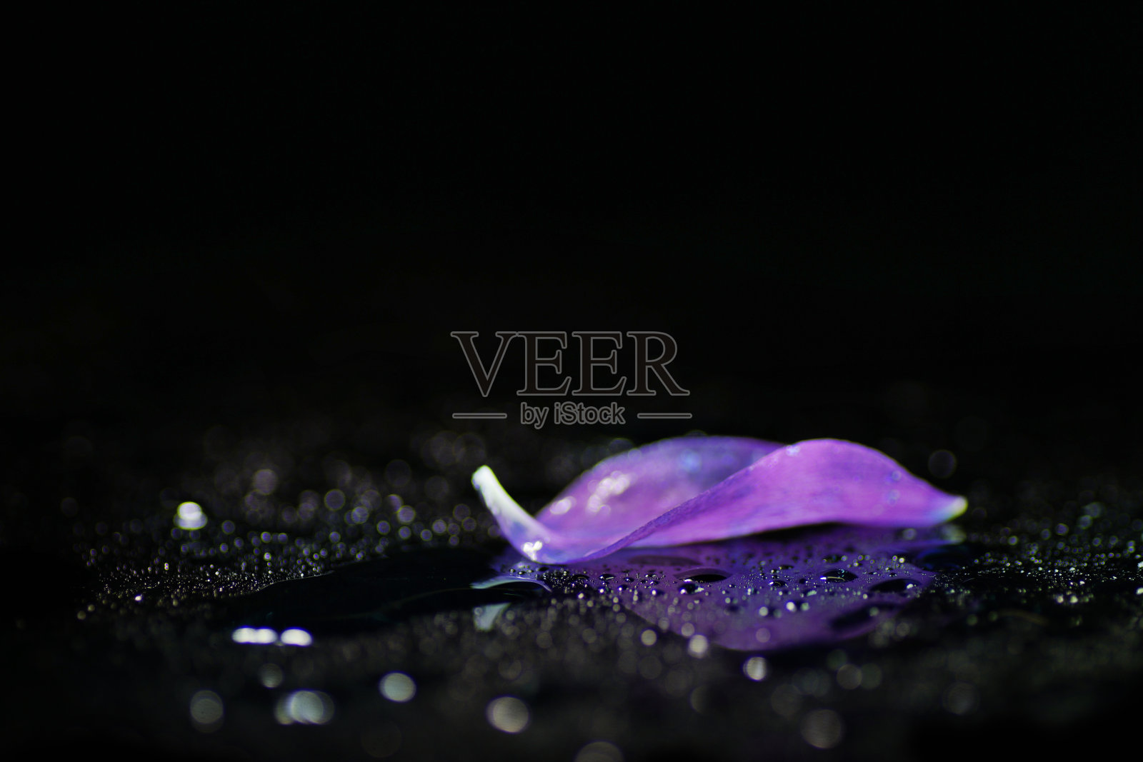 紫色花瓣，宏滴水水曲柳折纸花，耧斗菜照片摄影图片