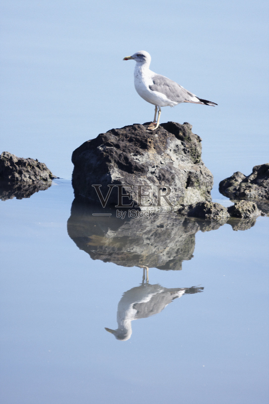 海鸥照片摄影图片