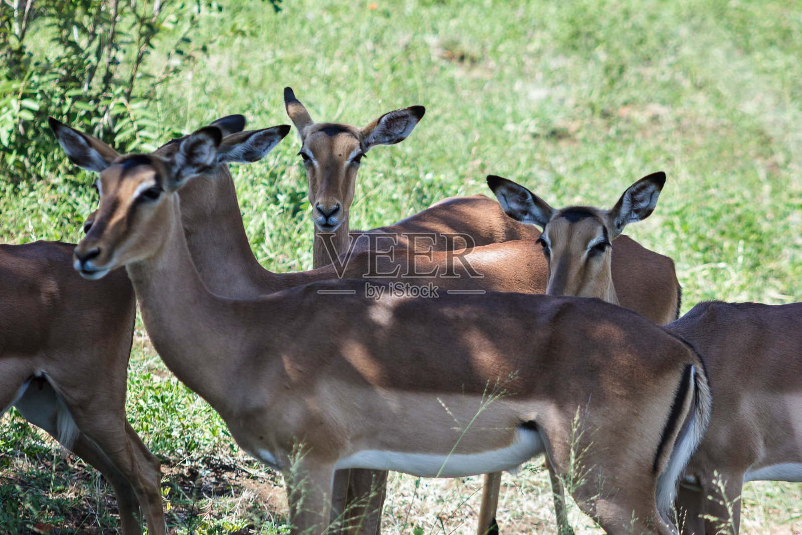 黑斑羚照片摄影图片