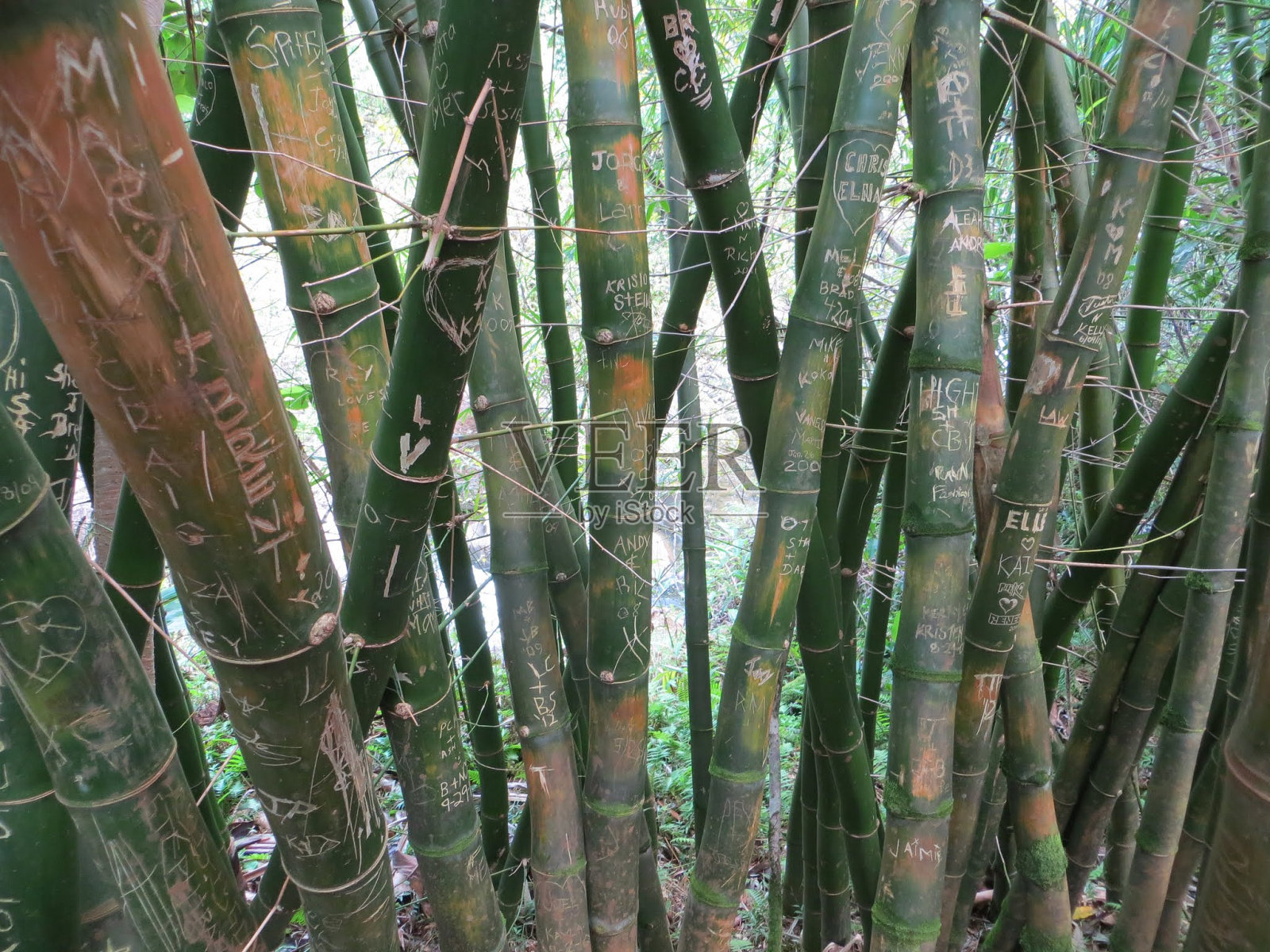 竹名森林照片摄影图片