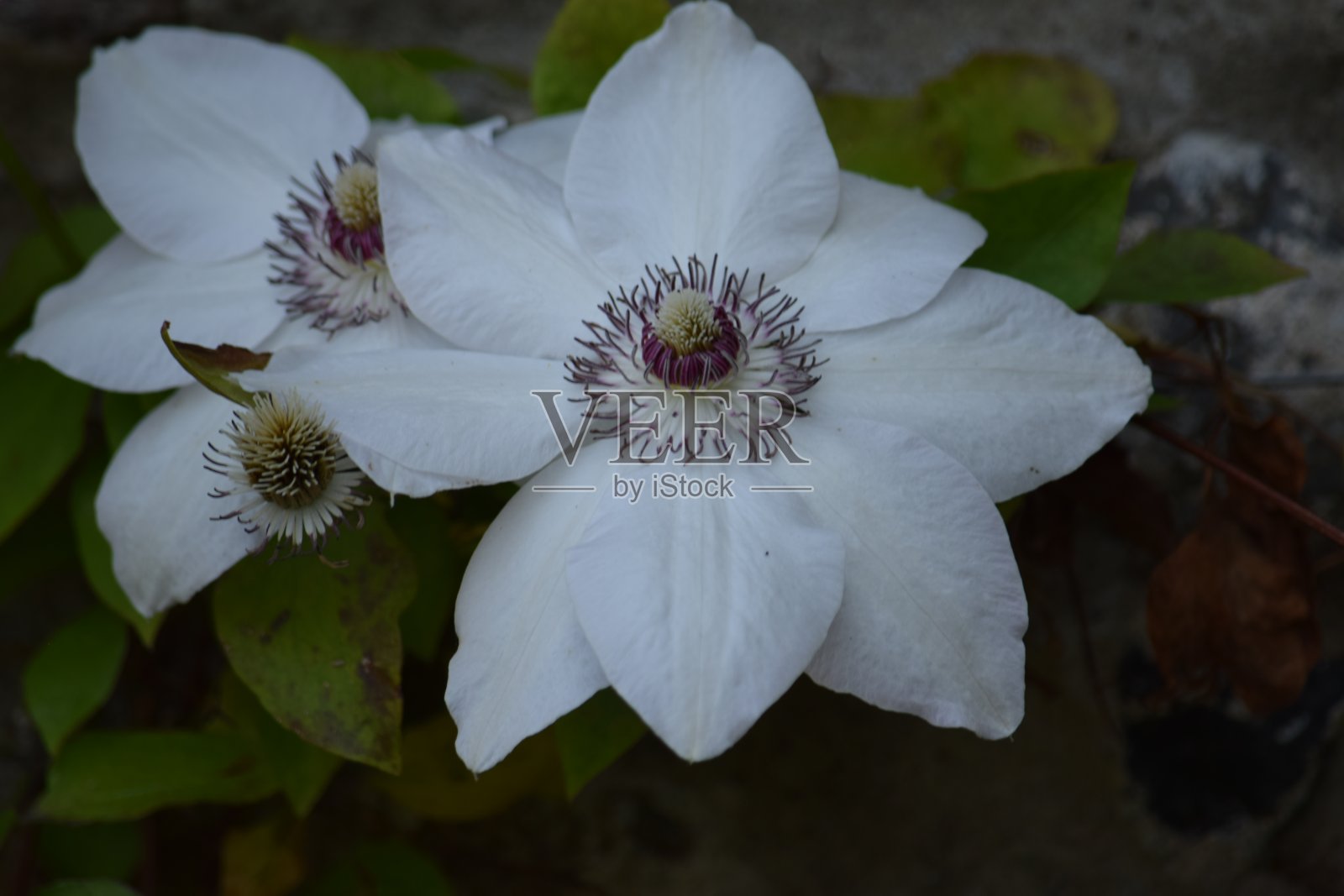 铁线莲，白色的花照片摄影图片