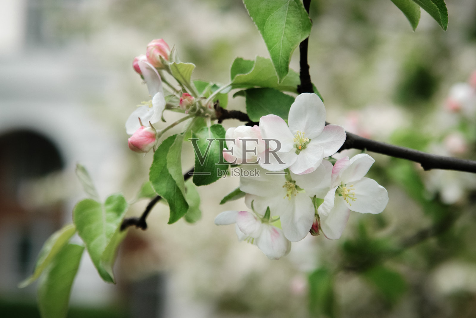 苹果在春天开花。苹果花在树枝上。照片摄影图片