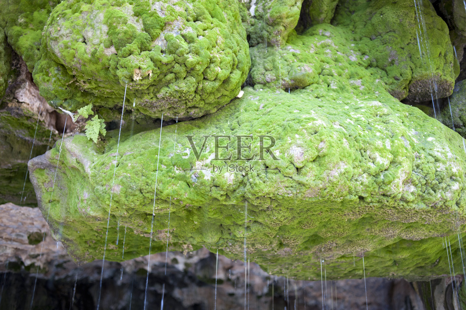 天然海绵照片摄影图片