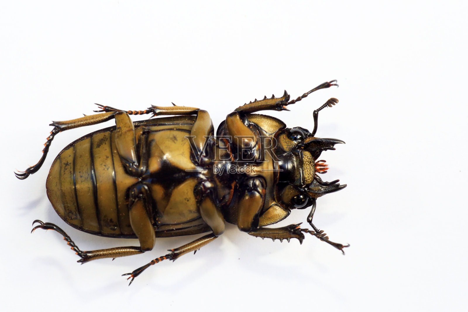 金色的鹿角虫照片摄影图片