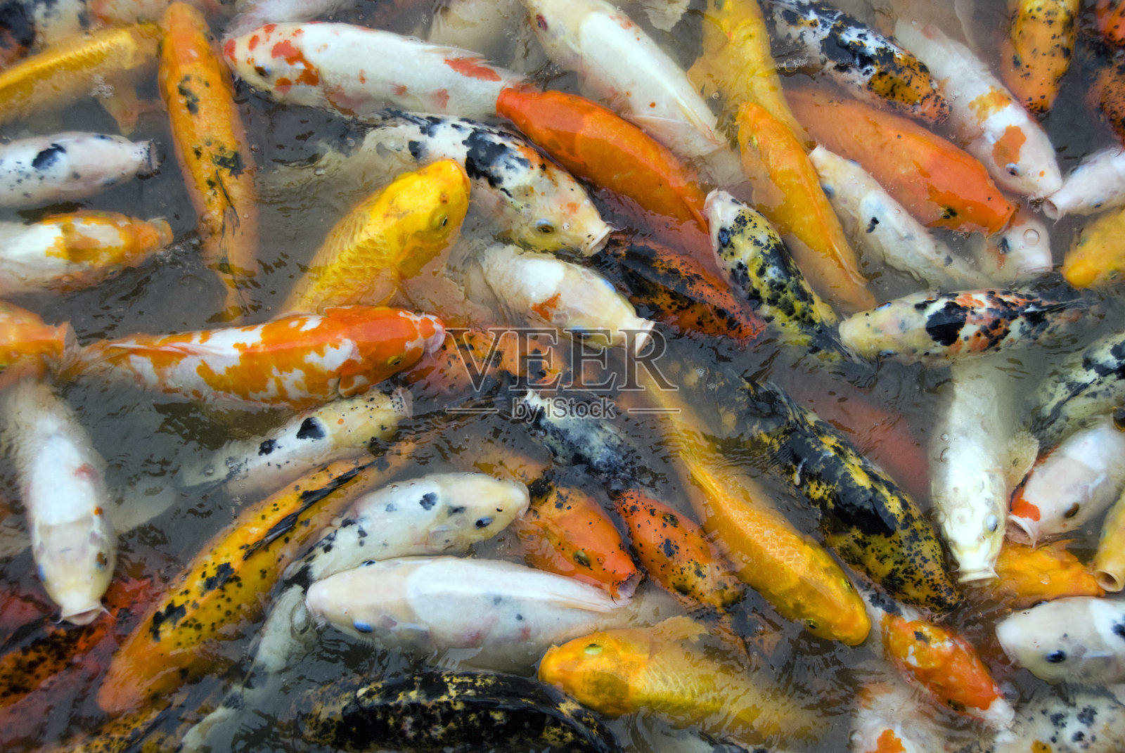 锦鲤学校照片摄影图片