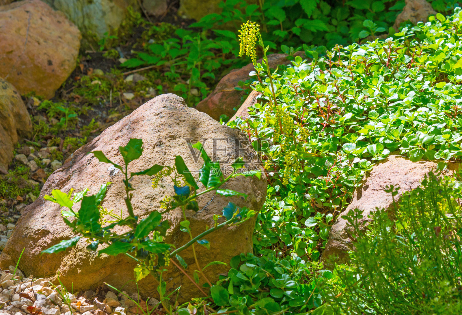 春天花园里的开花植物照片摄影图片