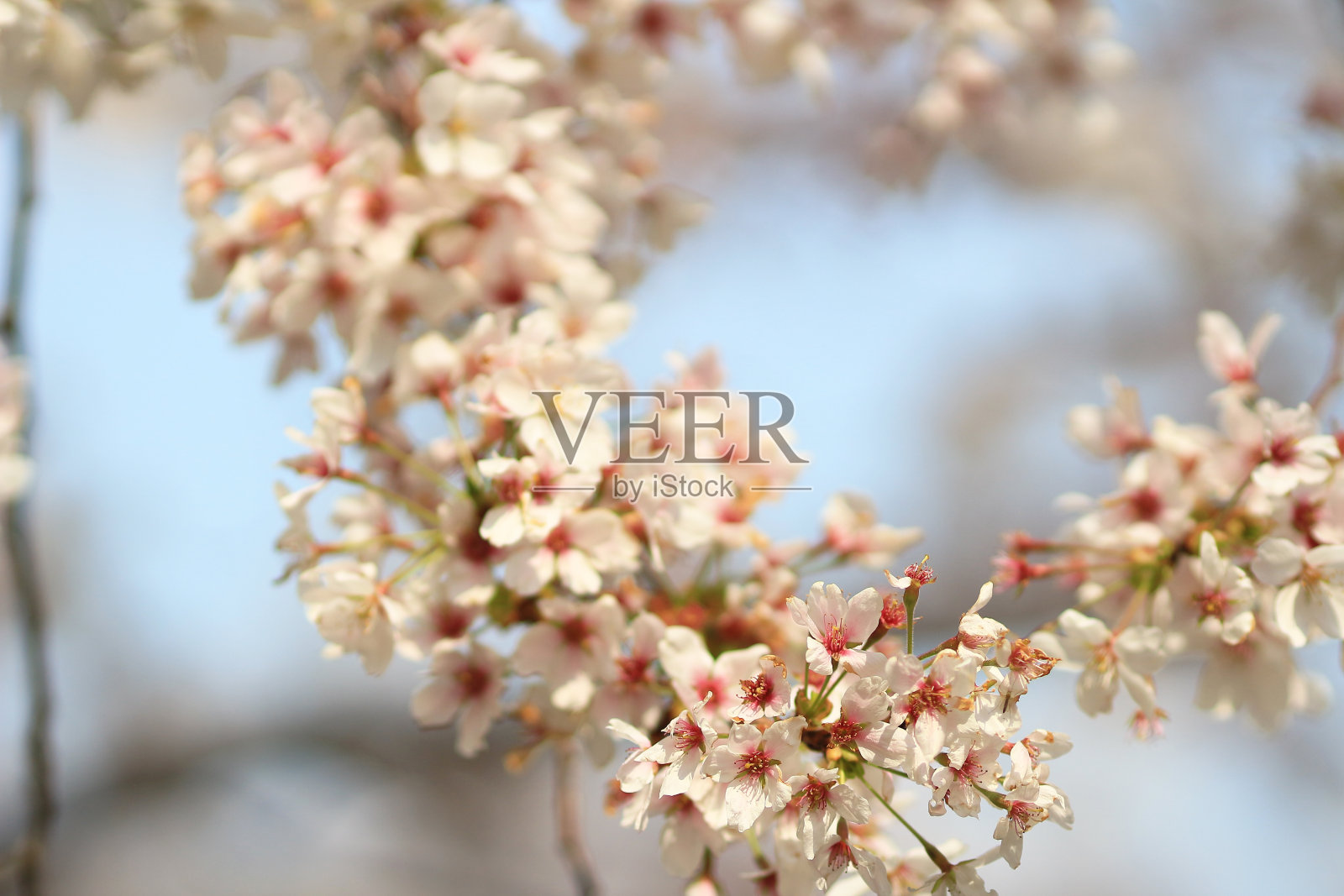 美丽的樱花，白色的樱花照片摄影图片