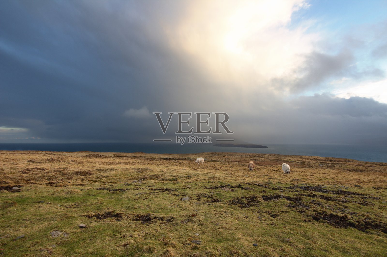 法罗群岛的野生动物照片摄影图片