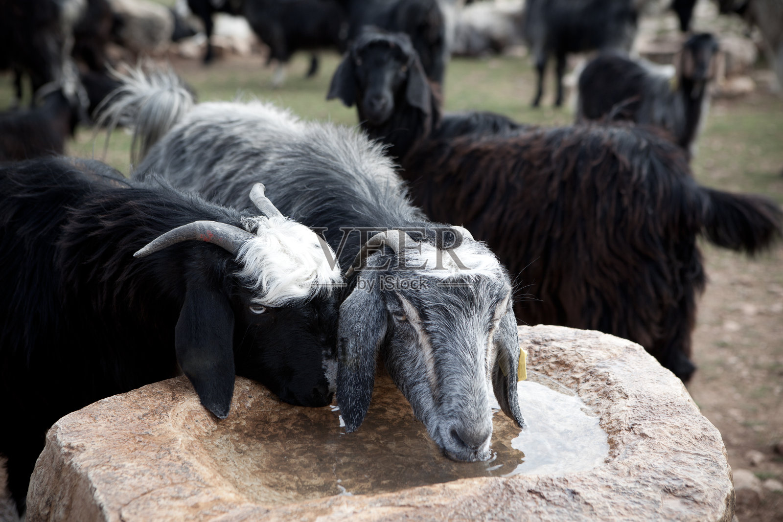 山羊照片摄影图片