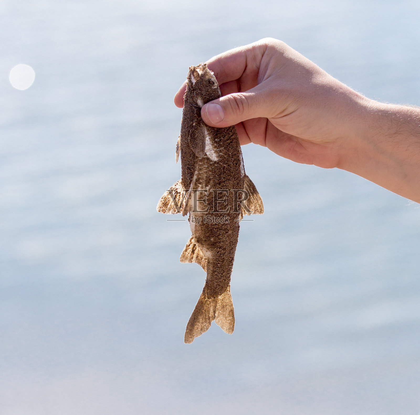 鱼在渔夫的手中照片摄影图片