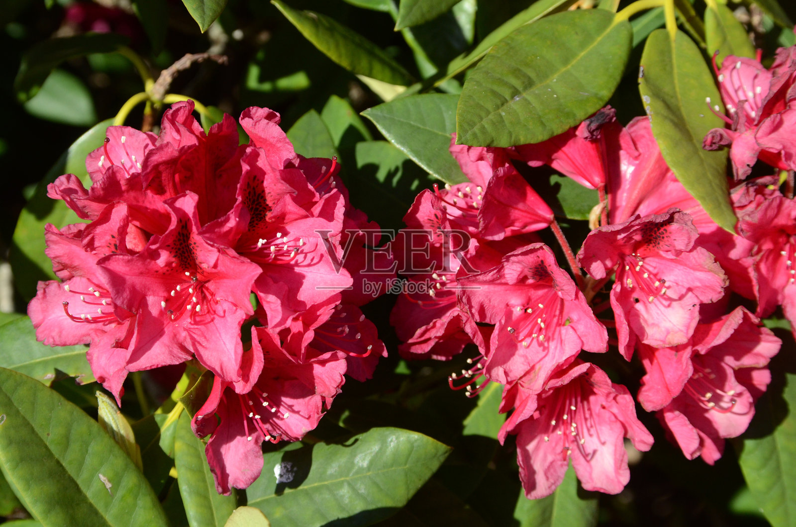 杜鹃花的花照片摄影图片