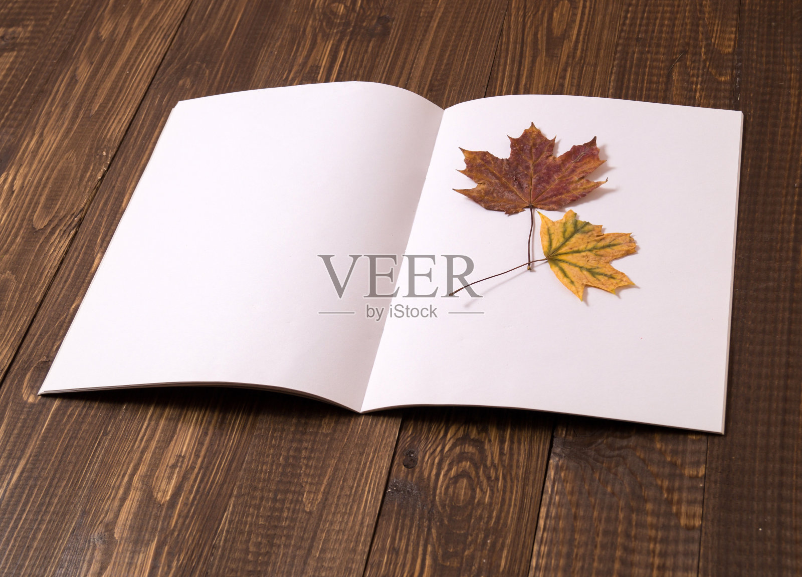 一张有干叶子的空白纸照片摄影图片