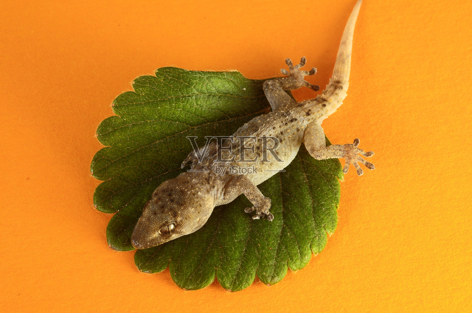 壁虎蜥蜴和叶子照片摄影图片