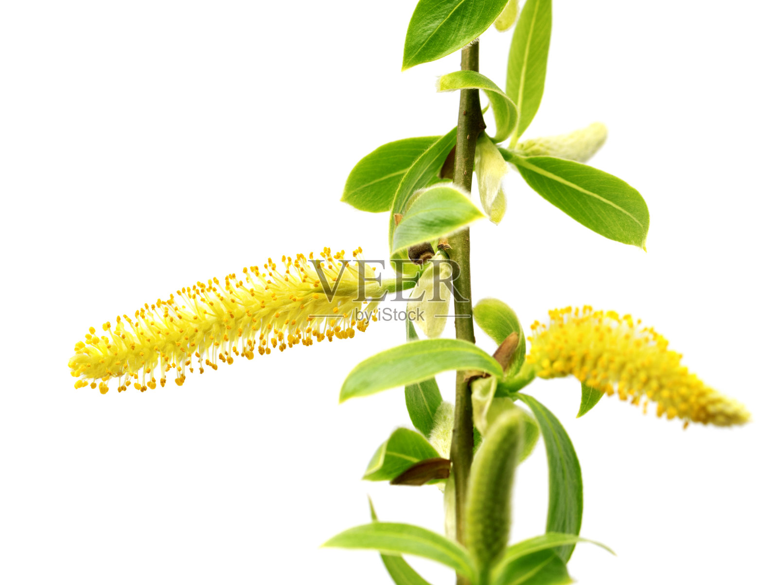 春天的柳树嫩枝，嫩绿的叶子和黄色的柳絮照片摄影图片