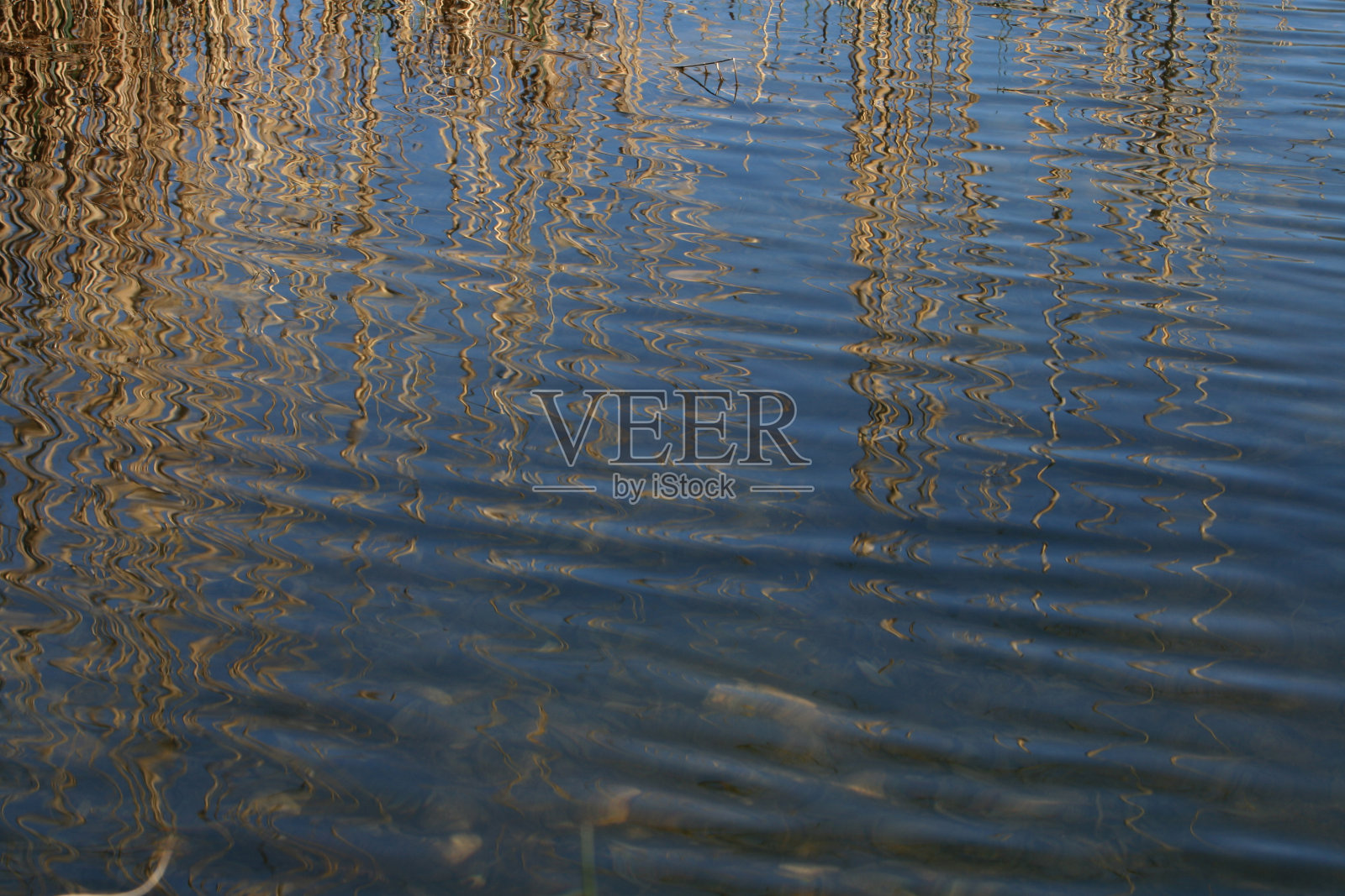 水中芦苇倒影照片摄影图片