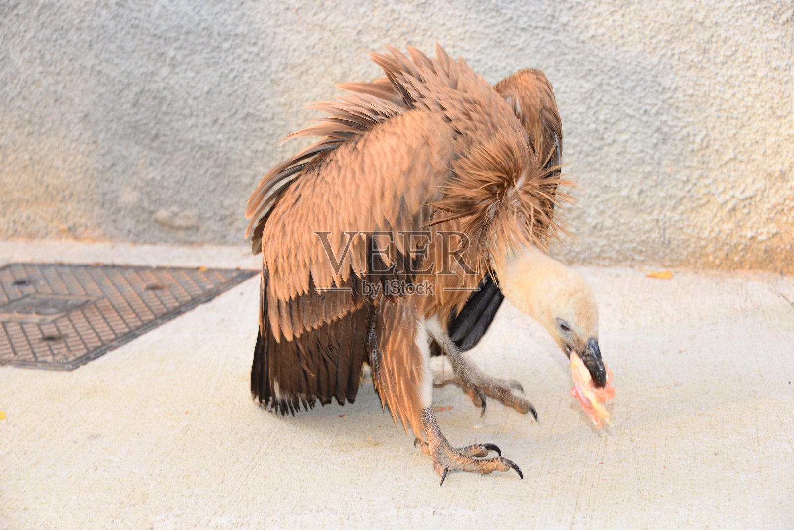 西班牙的兀鹫照片摄影图片