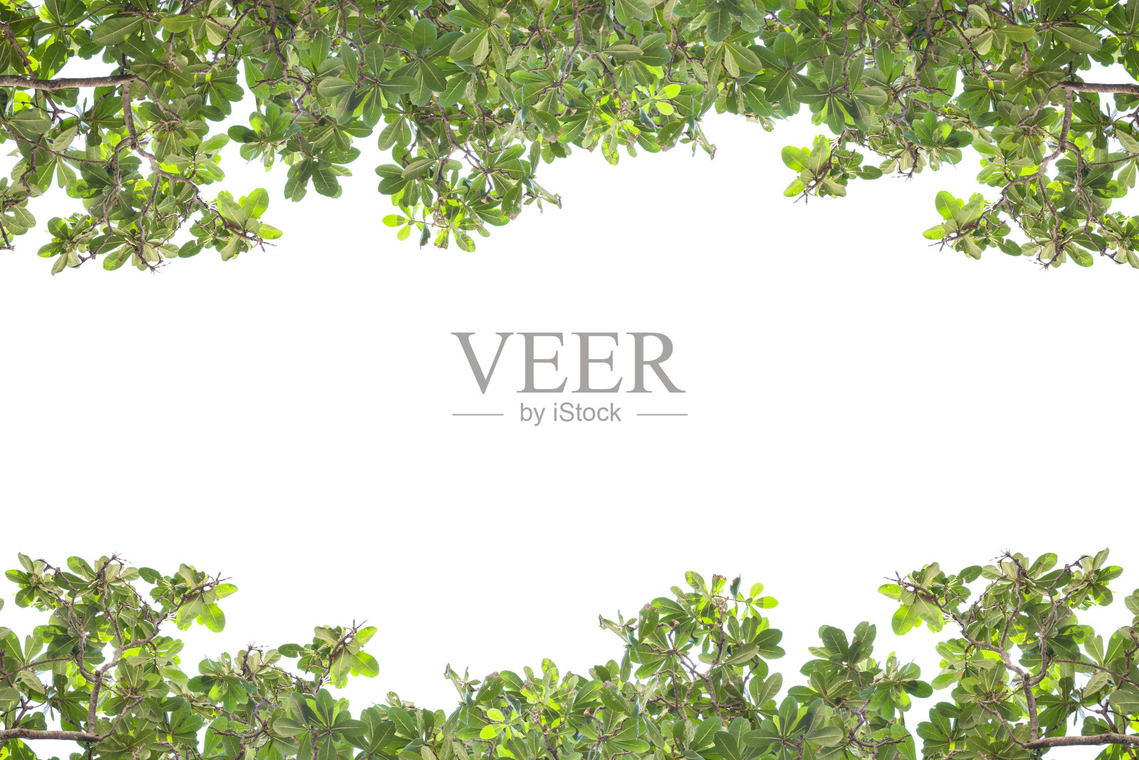 绿叶衬在白色的背景上。照片摄影图片