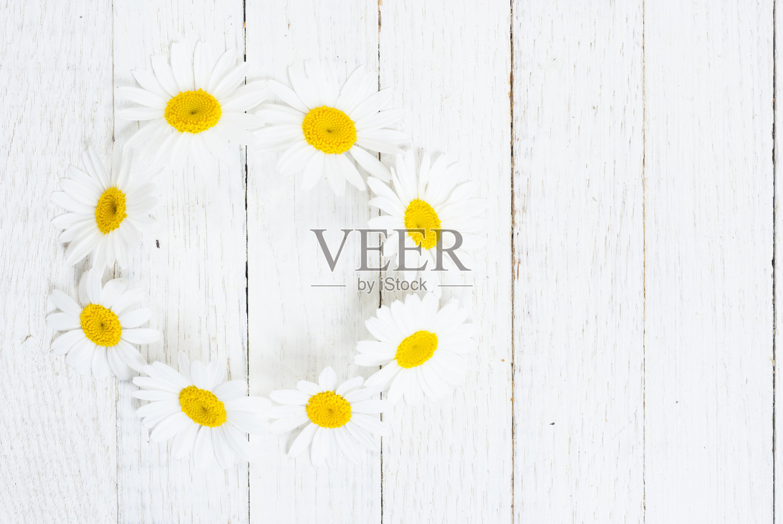 黛西的背景照片摄影图片