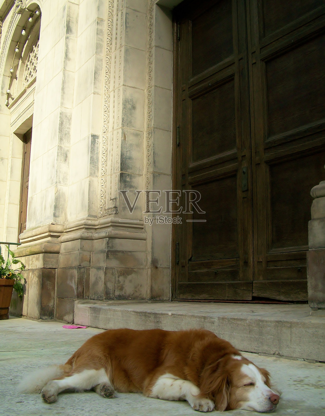 一只狗躺在教堂前照片摄影图片