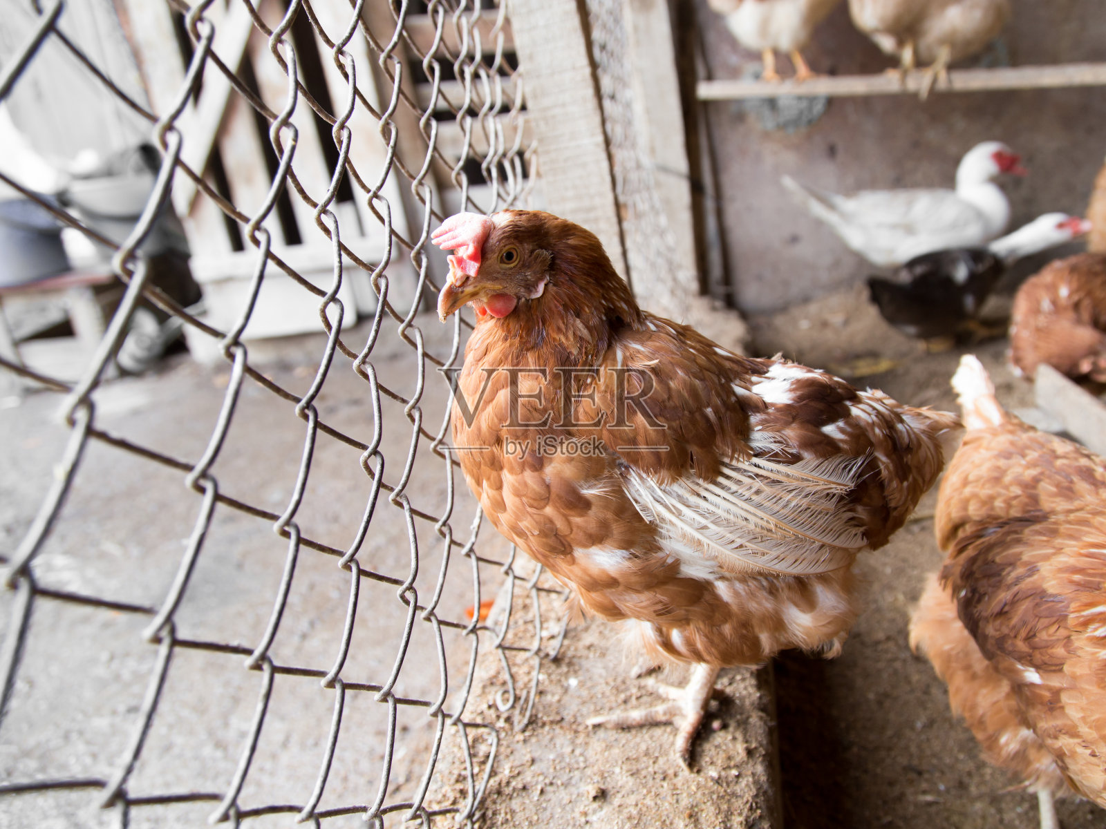 农场围栏附近的鸡照片摄影图片
