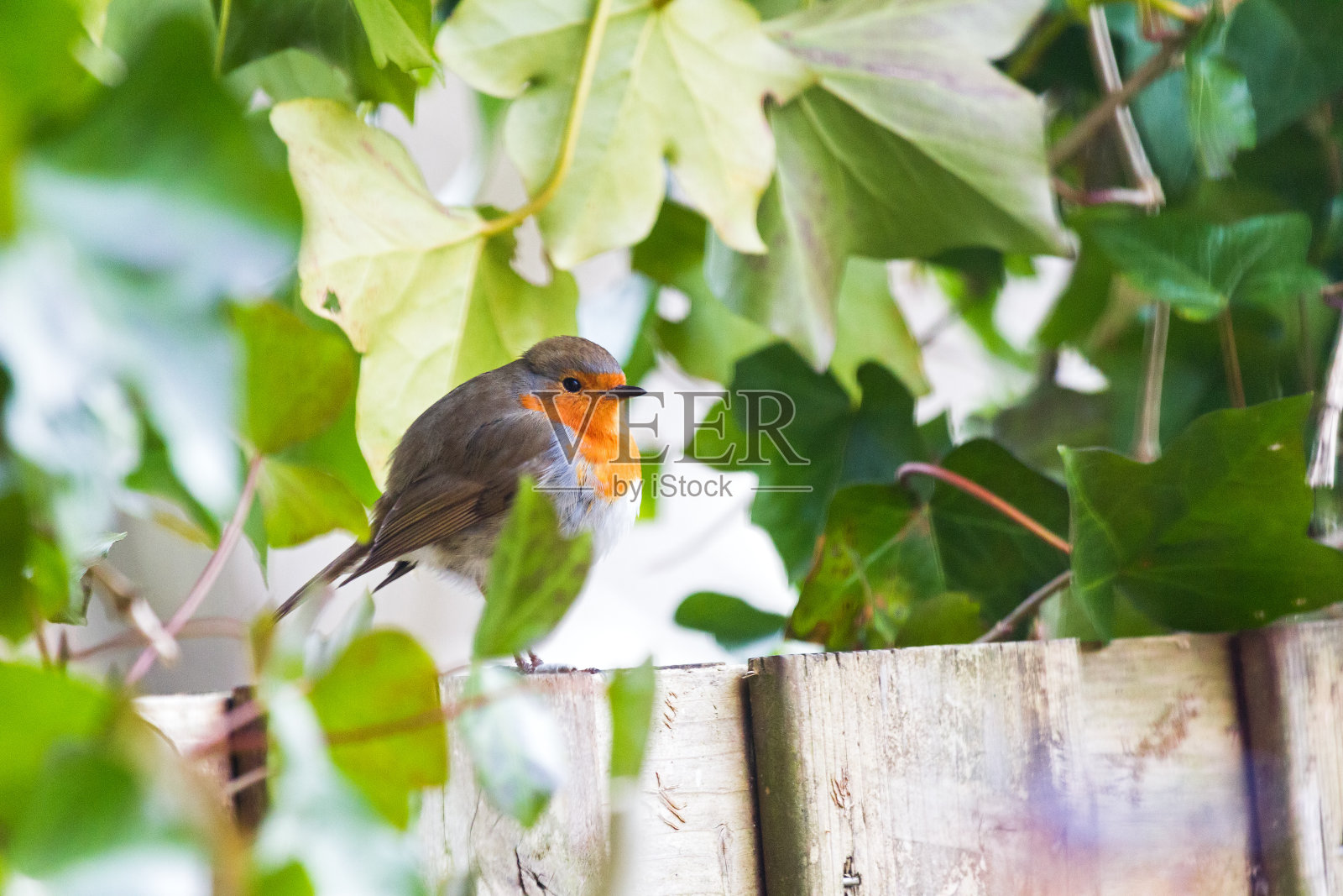 欧洲知更鸟(Erithacus rubecula)照片摄影图片
