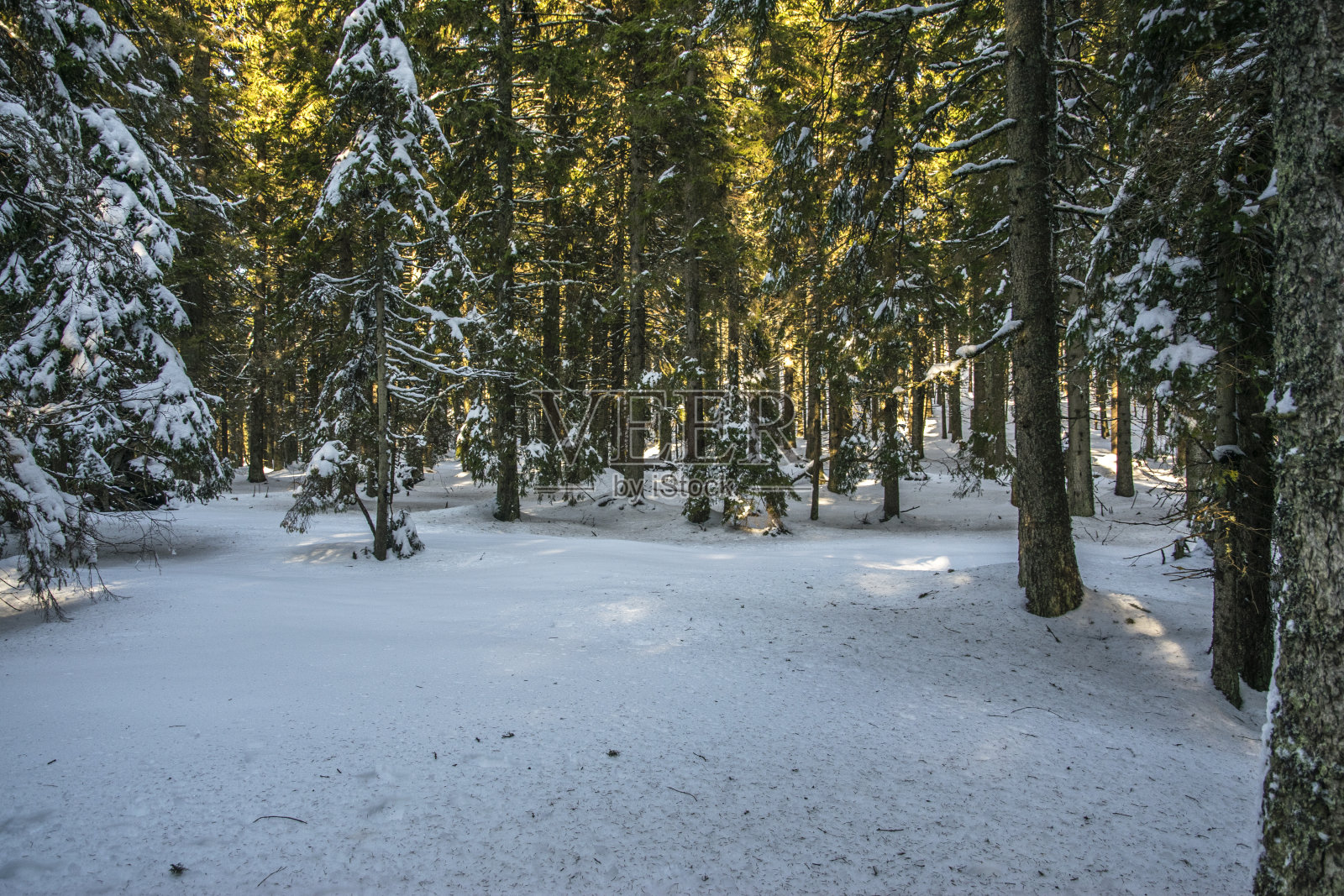 森林照片摄影图片