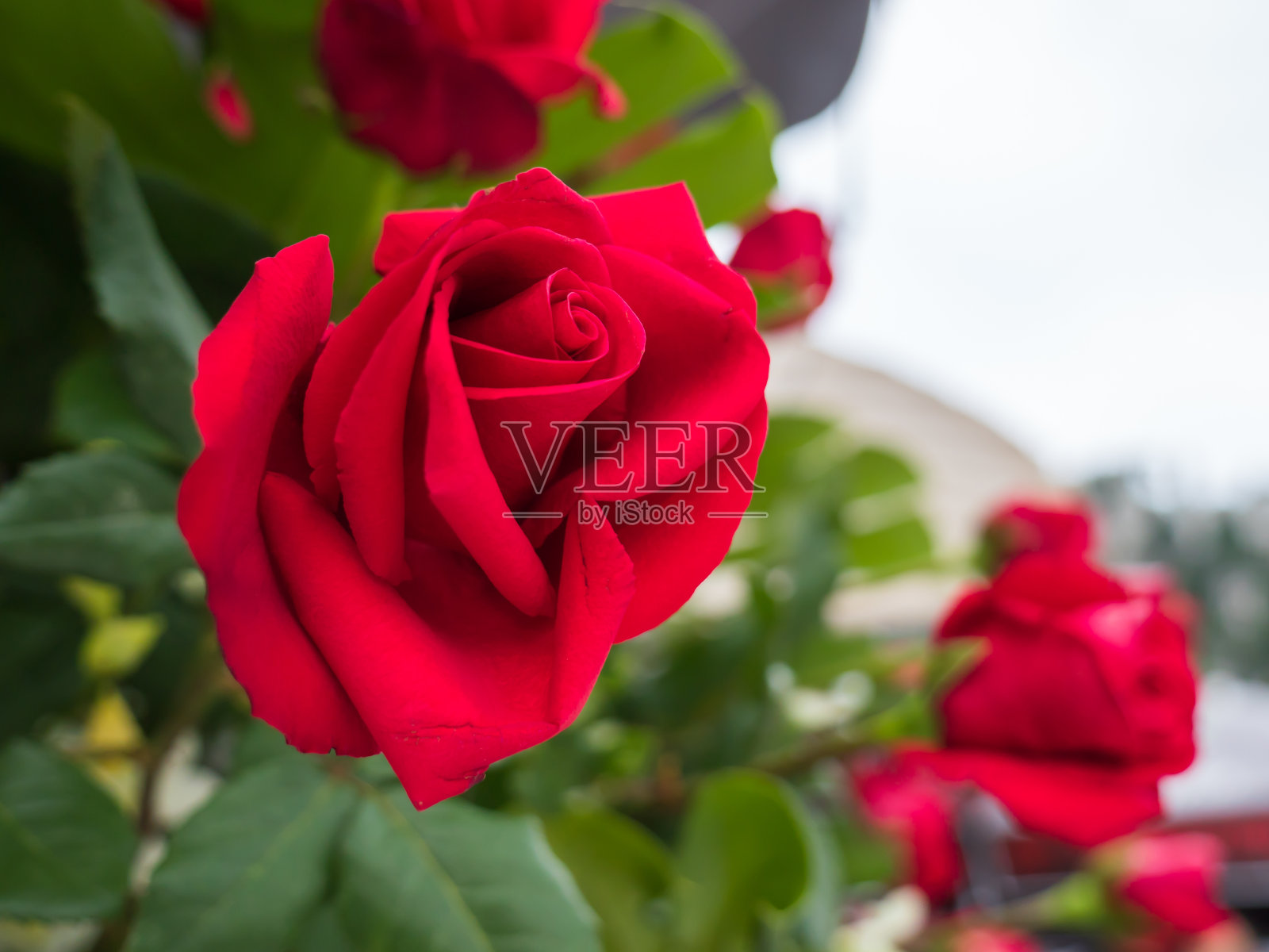 红玫瑰照片摄影图片