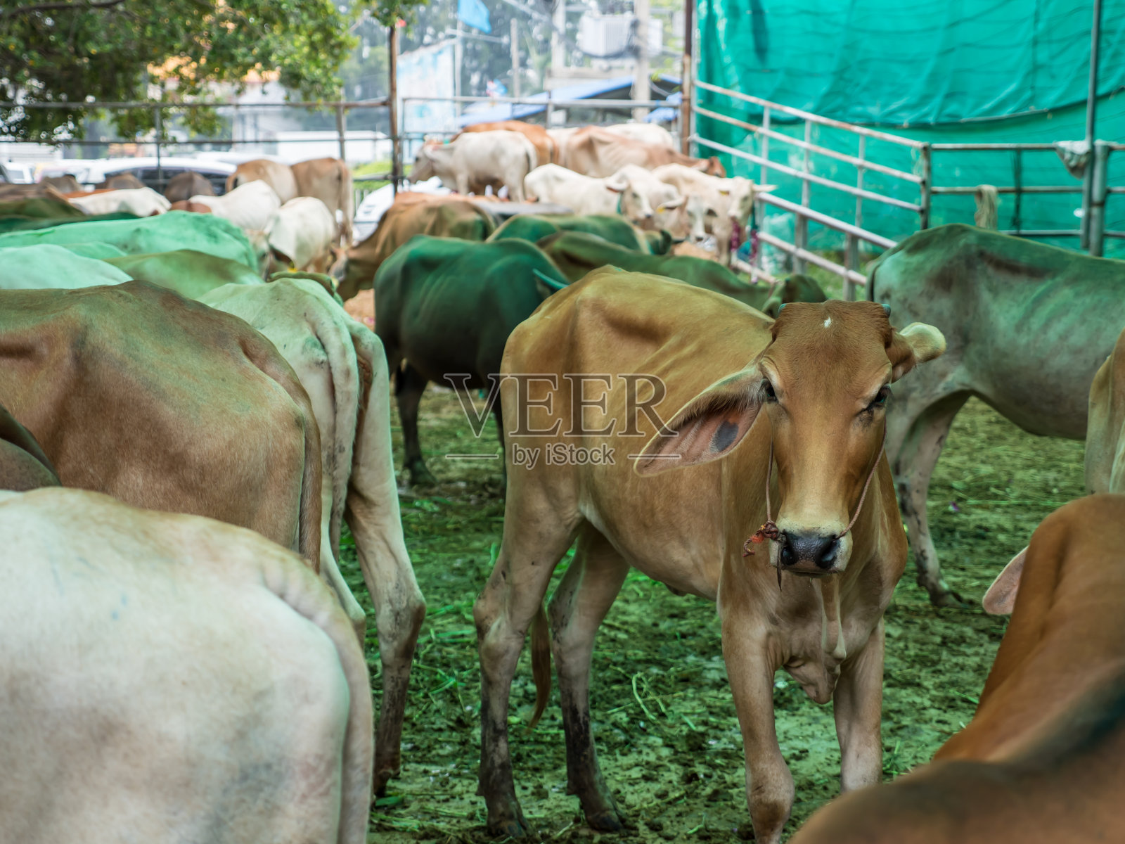 放牛到农场照片摄影图片