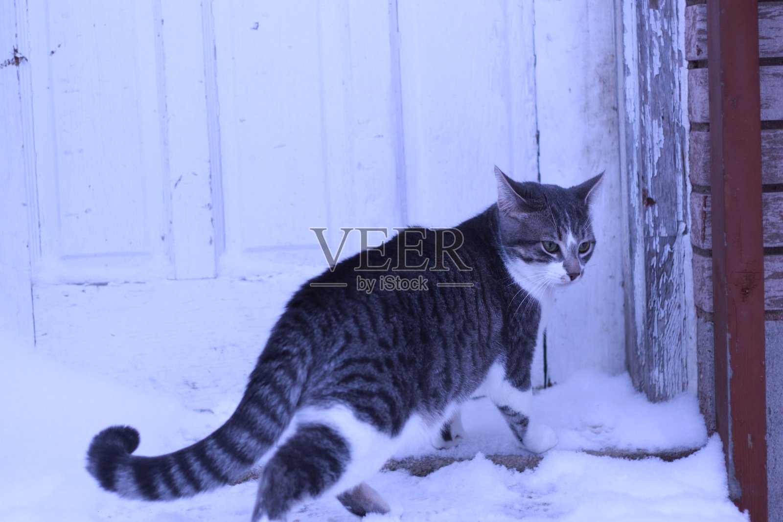 雪中的小猫照片摄影图片