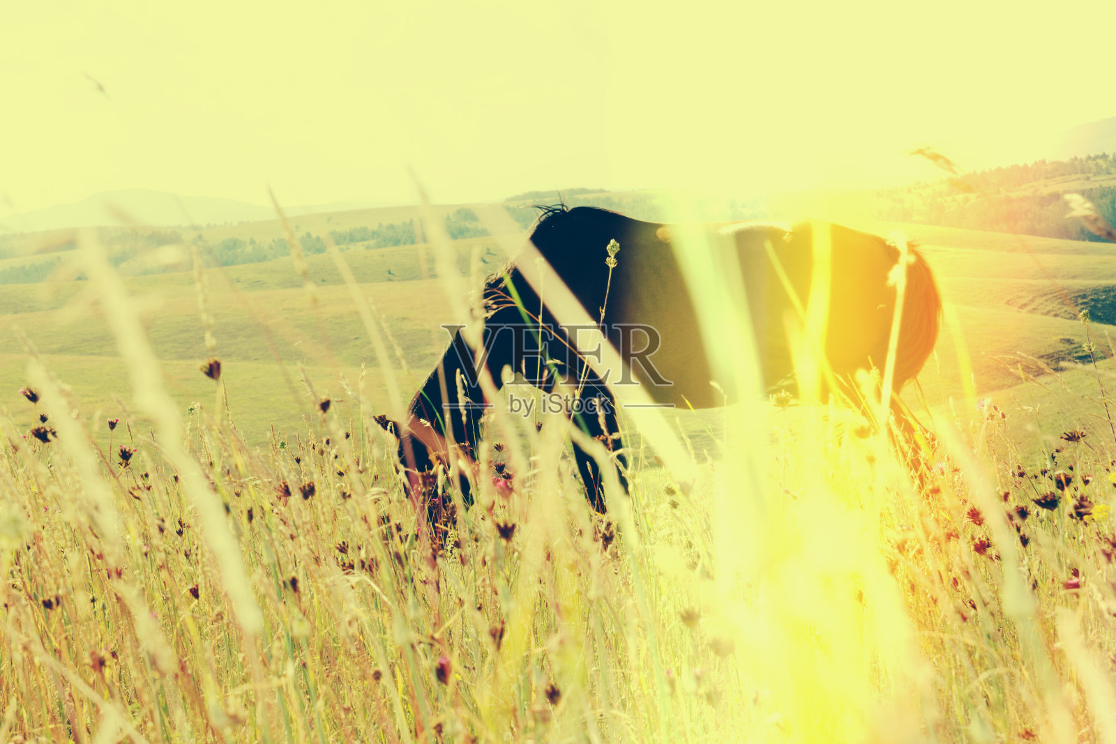 吃草的马照片摄影图片