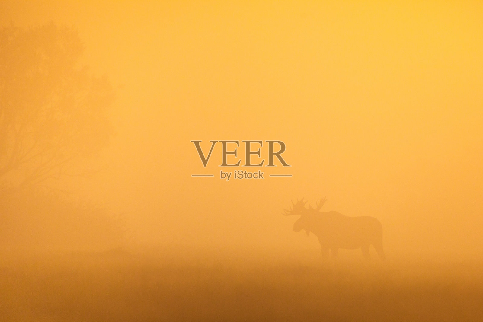 公驼鹿在晨雾中剪影照片摄影图片