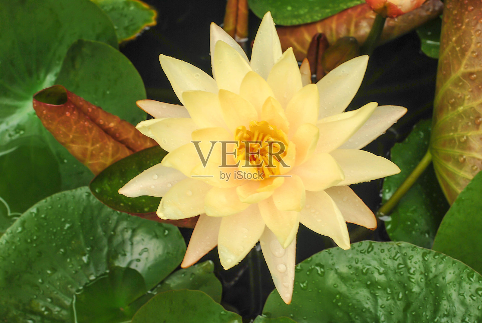 洁白的荷花粉红色的紫罗兰在晨曦中绽放。照片摄影图片