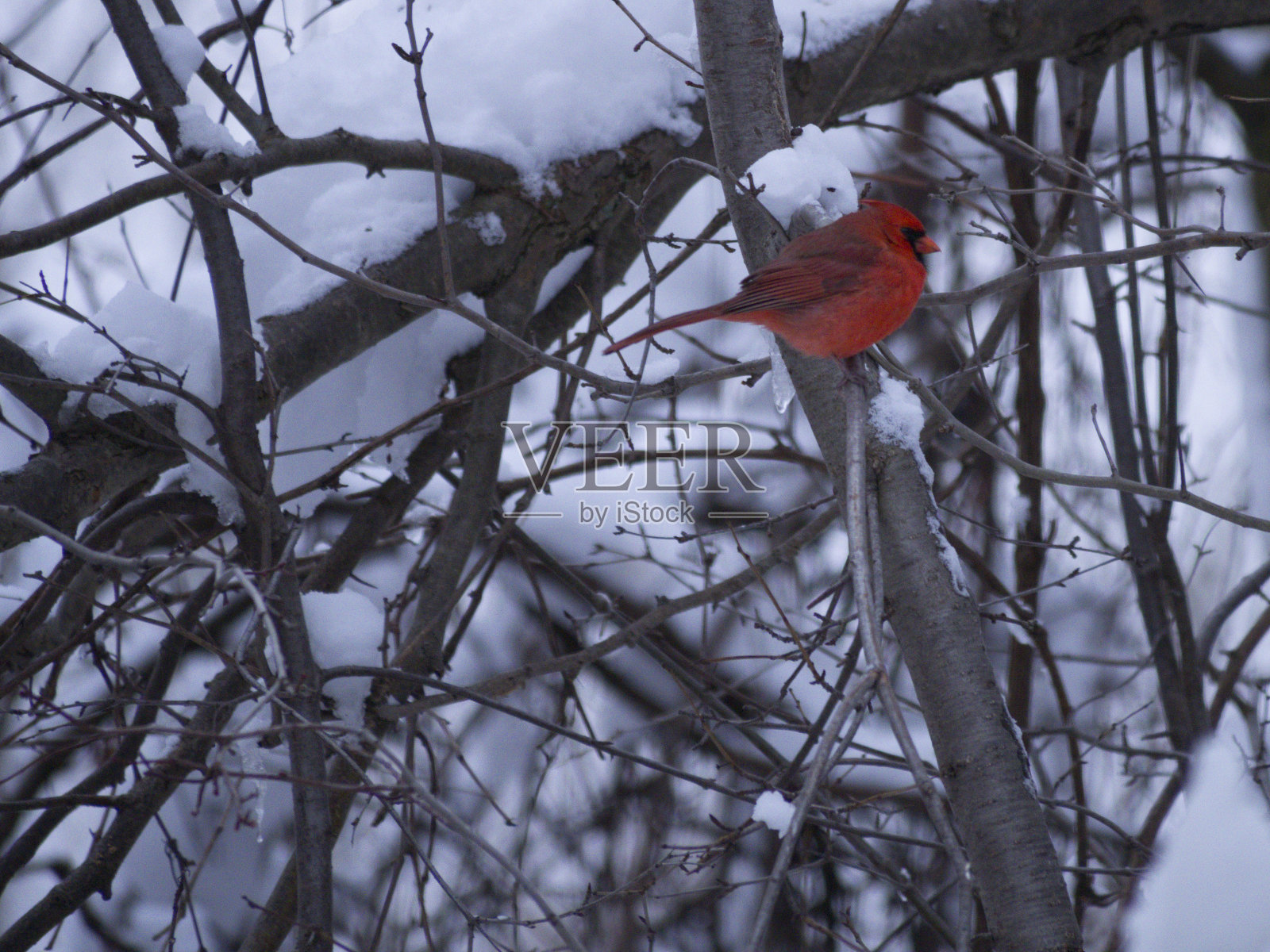 枝上的雄性红衣主教照片摄影图片