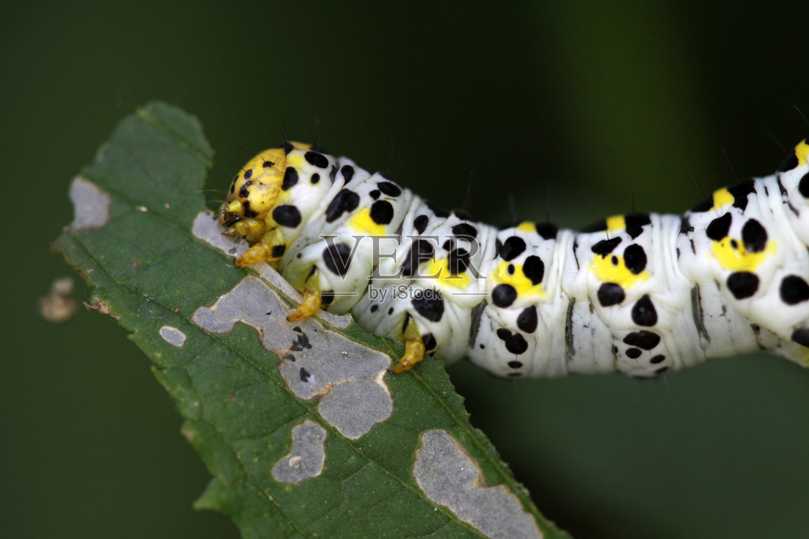 水石蚕(毛毛虫)照片摄影图片