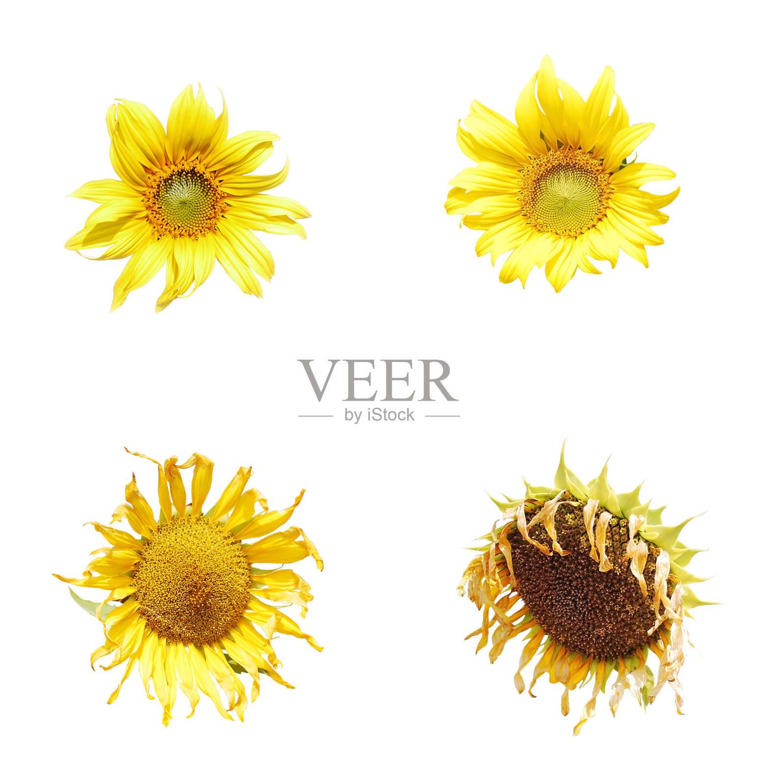 向日葵集合照片摄影图片