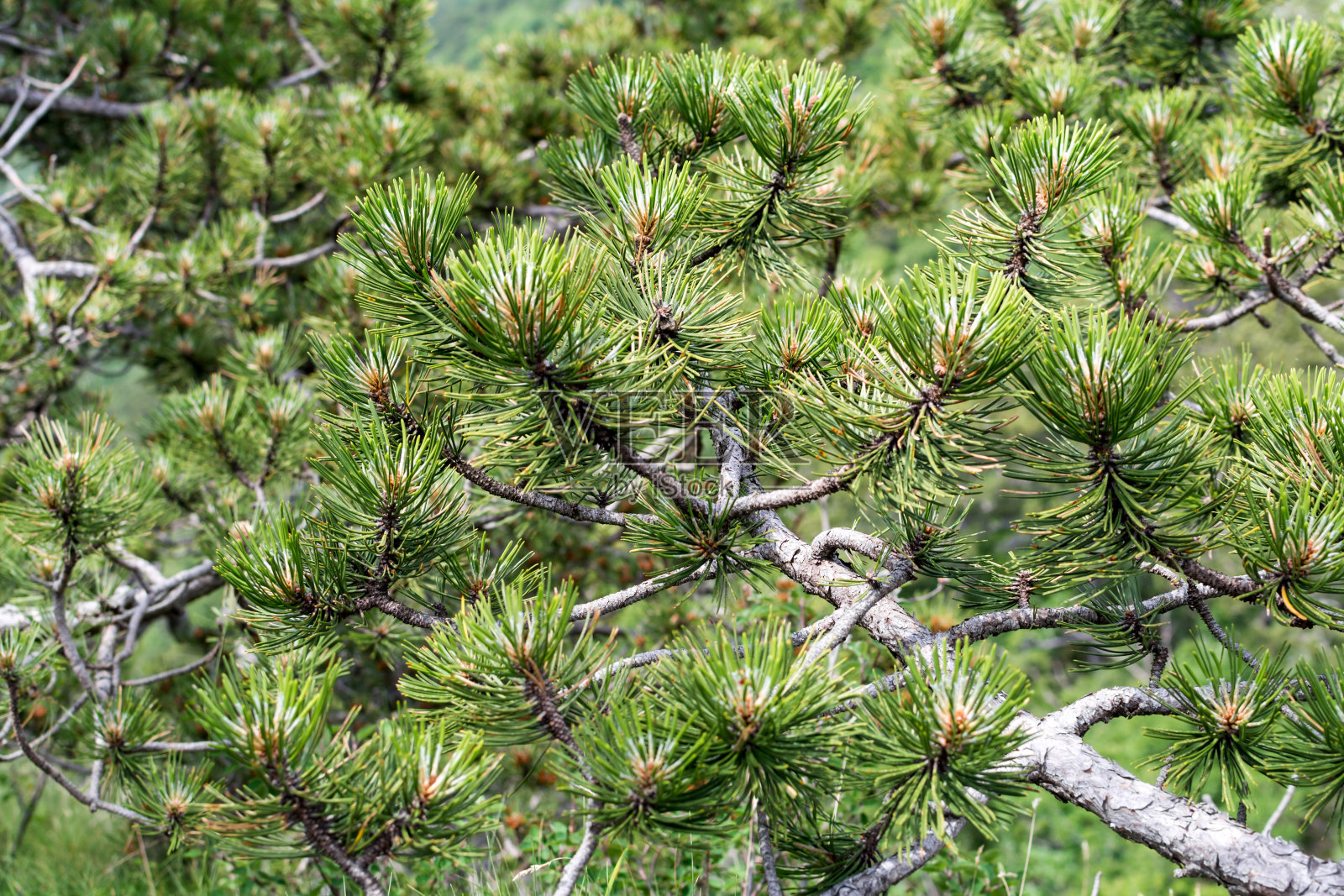 近距离观看松树树枝。照片摄影图片
