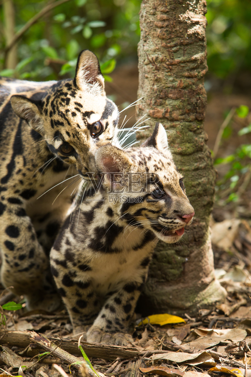 云豹(Neofelis nebula)照片摄影图片
